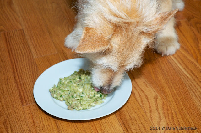 Dangers of Raw Diets for Dogs Dangers of Raw Diets for Dogs