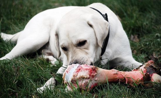 Dangers of Raw Diets for Dogs Dangers of Raw Diets for Dogs